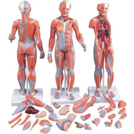 FABRICATION ENTERPRISES 3B® Anatomical Model - 1/2 Life Size Complete Dual Sex Muscle Figure, 33-Part 1061366